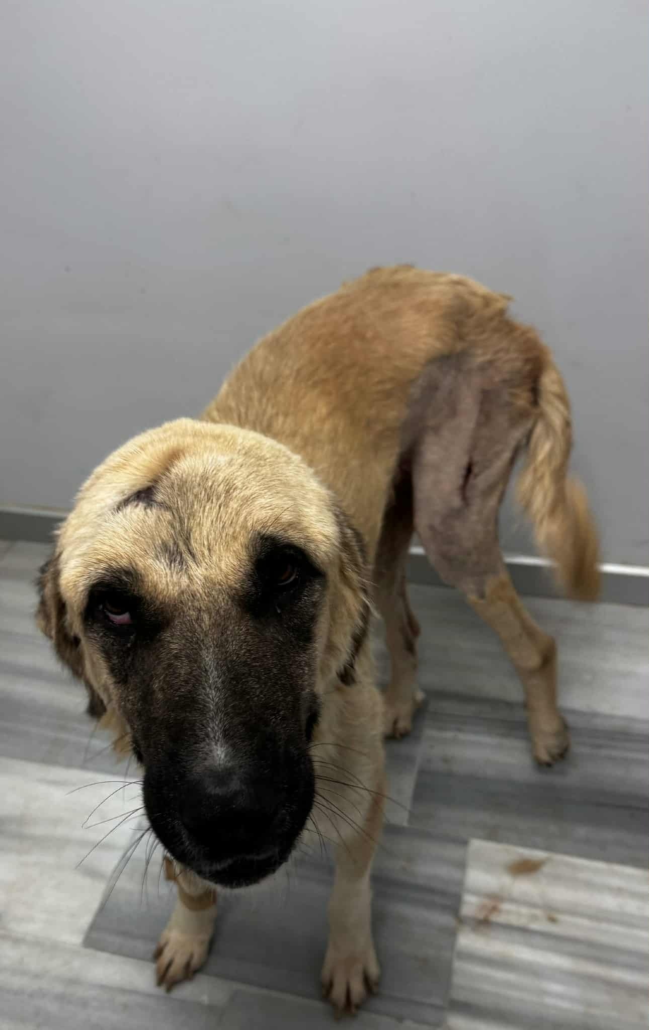 Dog 10