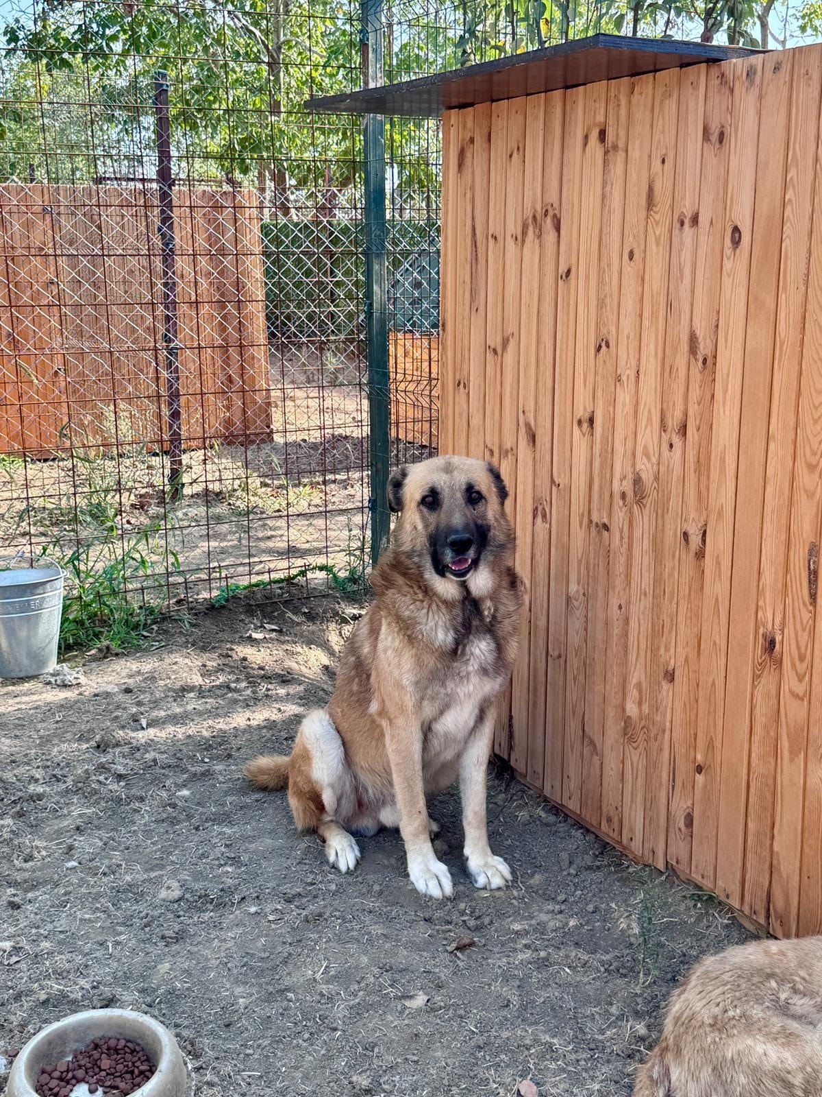 Dog 12