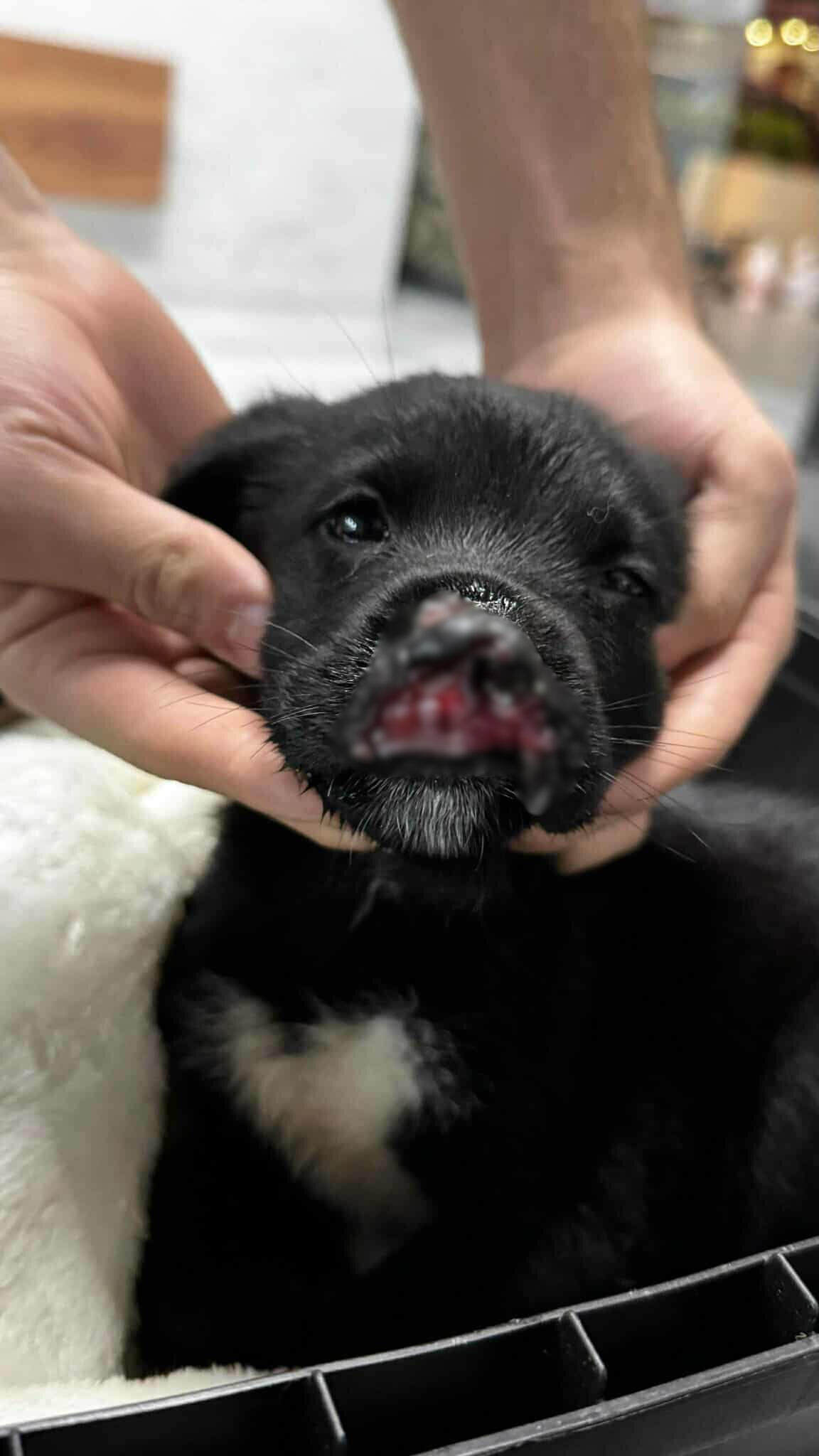 Dog 9